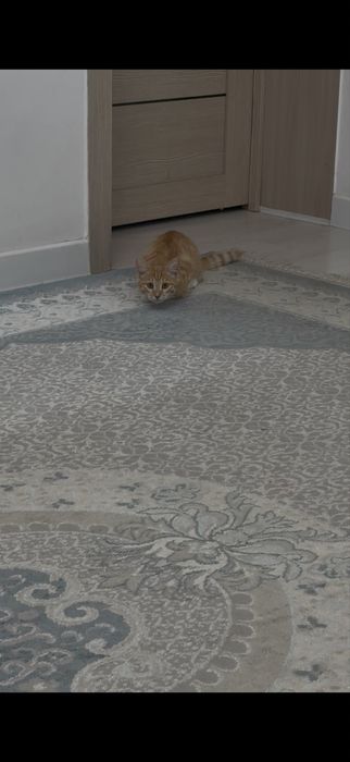 Отдам в добрые руки котёнка-девочку