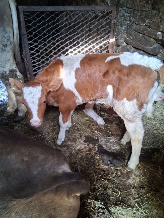 Vand doi vitei baltati