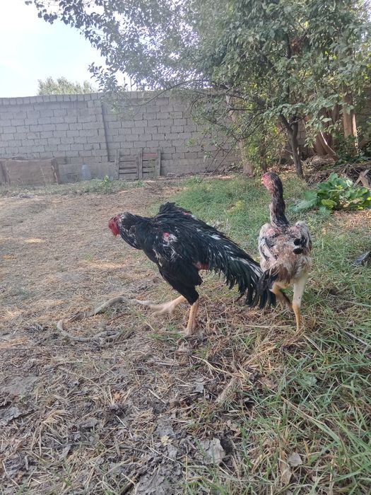 Dakan xoʻroz sotiladi narxi  1 milon kelishamiz