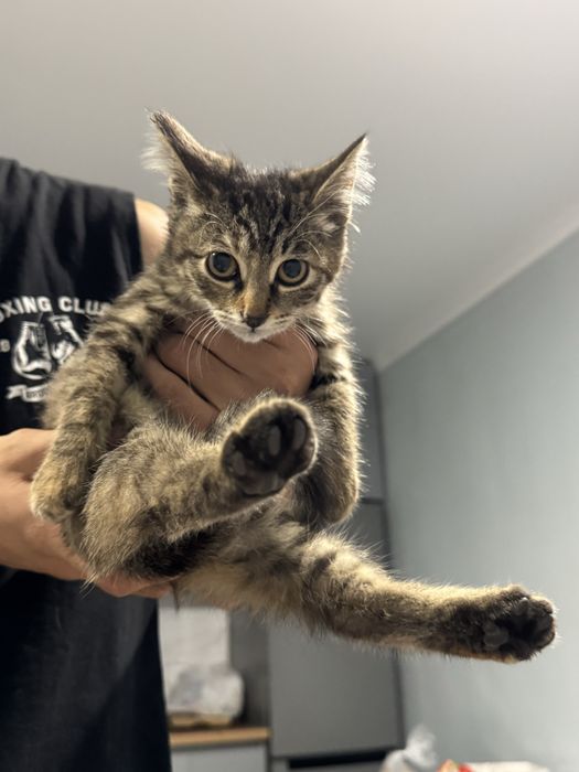 Котик даром в хорошие руки