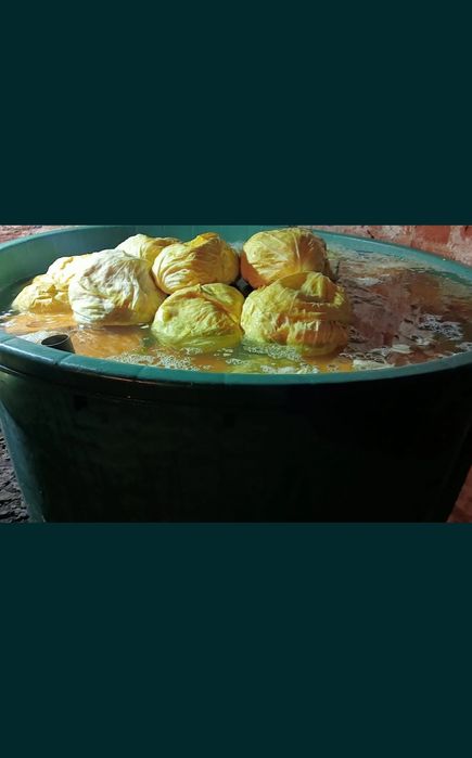 Varză murată de Buzău, în butoi – pentru sarmale