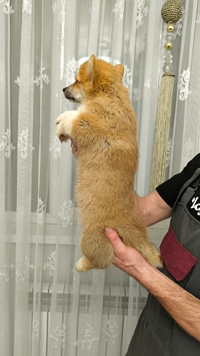 Вельш корги пемброк мальчик