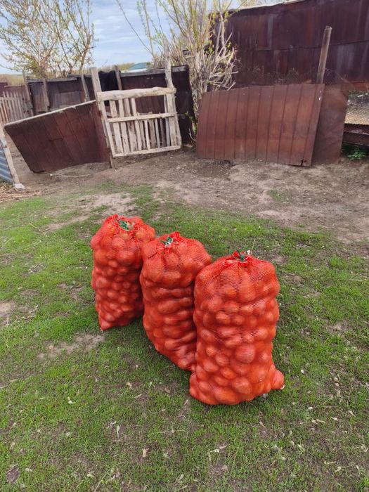 Продам домашние картошки