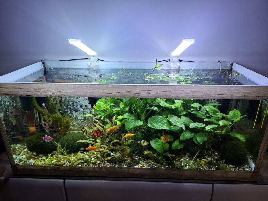 Acvariu plantat si populat 160 litri