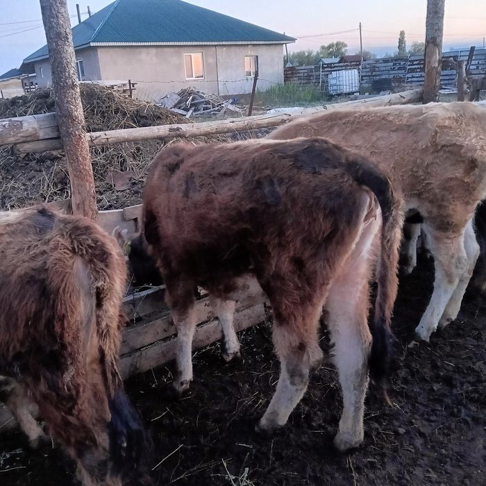 Тана кунажын. Телка