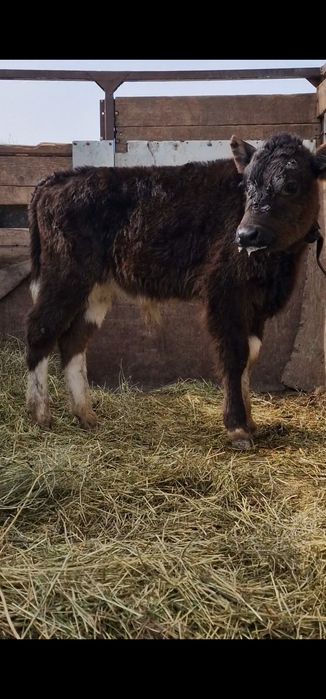 Еркек 3 айлық бұзау