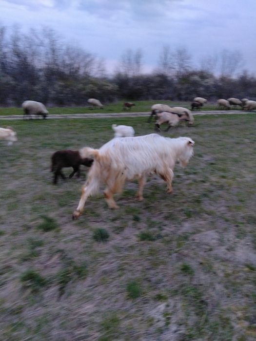 Vând Oi și miei și Berbec și Capre și iezi și țap