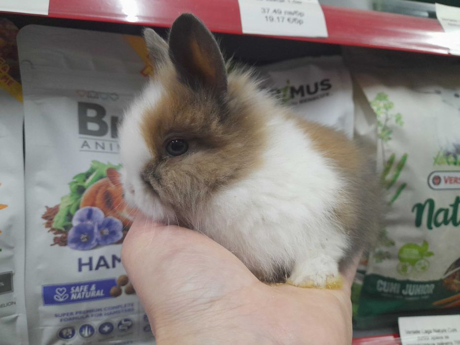 Декоративно мини зайче на 1 месец