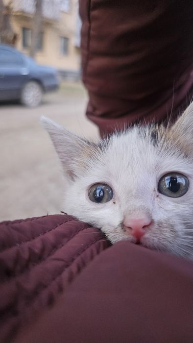 Отдам в добрые руки