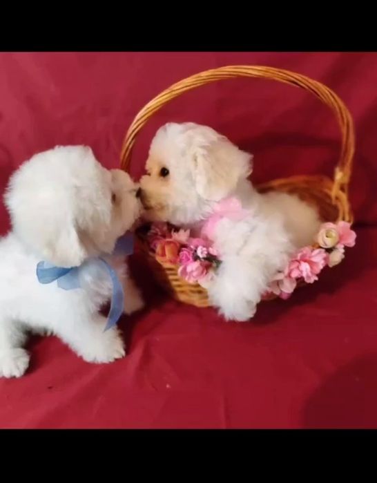 Продажа  Бишон фризе