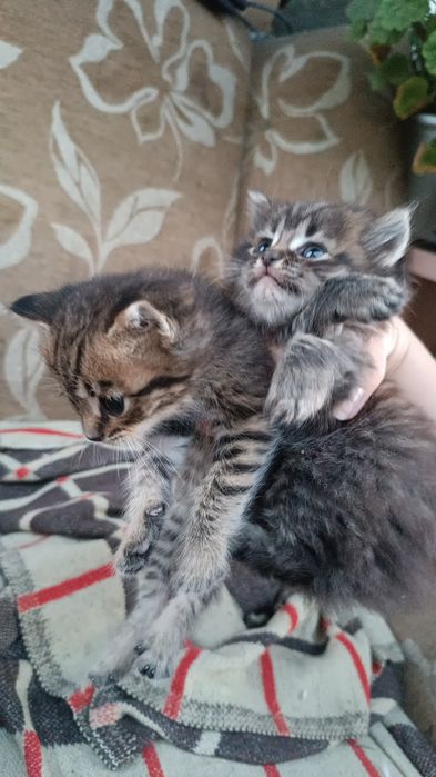 Котята скотиш фолд