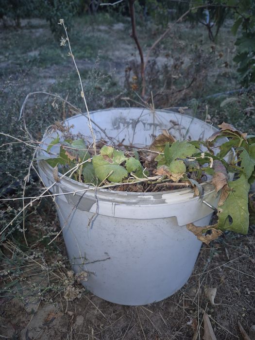 Продам саженцы винограда