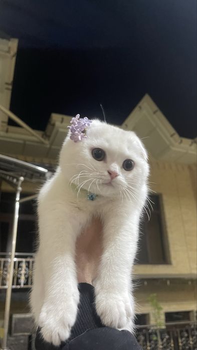 Кот Британский