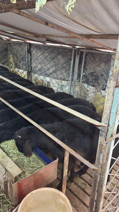 Арвшан кучкорлар сотилади