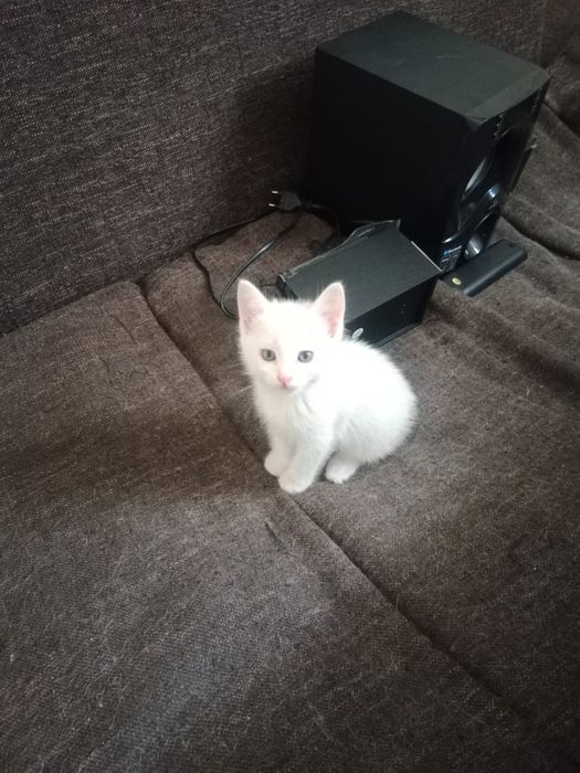 Котенок в хорошие руки!