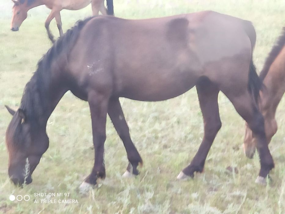 Продам кобылу 650 000тг торг есть