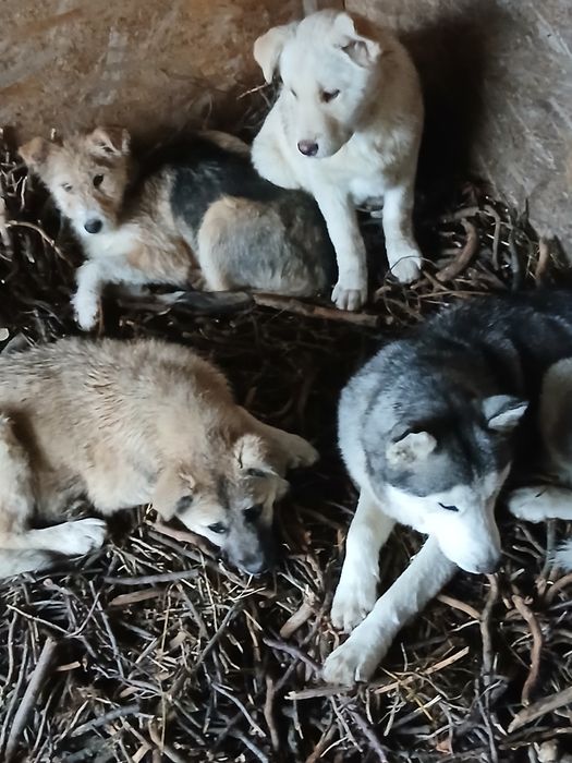 Pui de căței donație