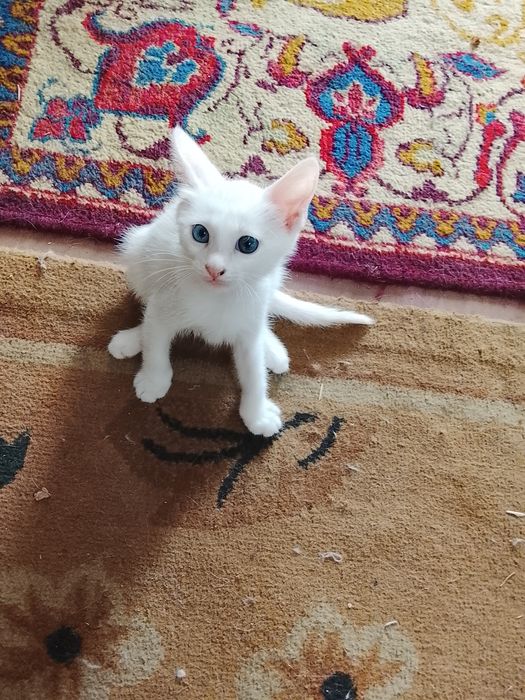 Продаются котята