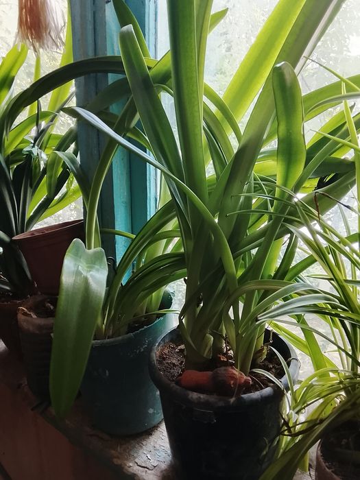 Продаю цветы шикарные