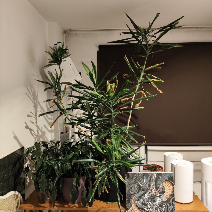 Комнатное растение драцена