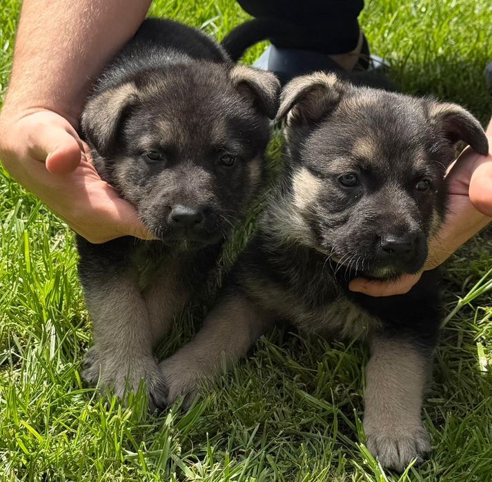 Продам щенков Восточно-европейской овчарки