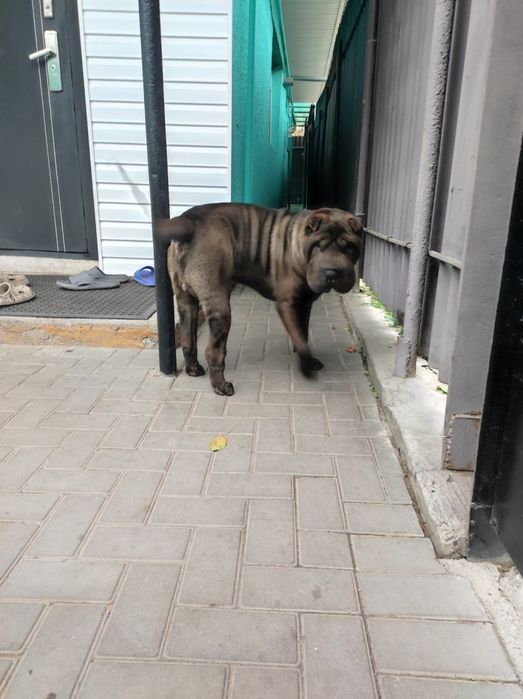 Вязка кобель Шарпей