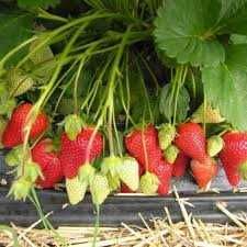Mur, aronia, agris, zmeur, afin, lonicera si stoloni de capsuni!