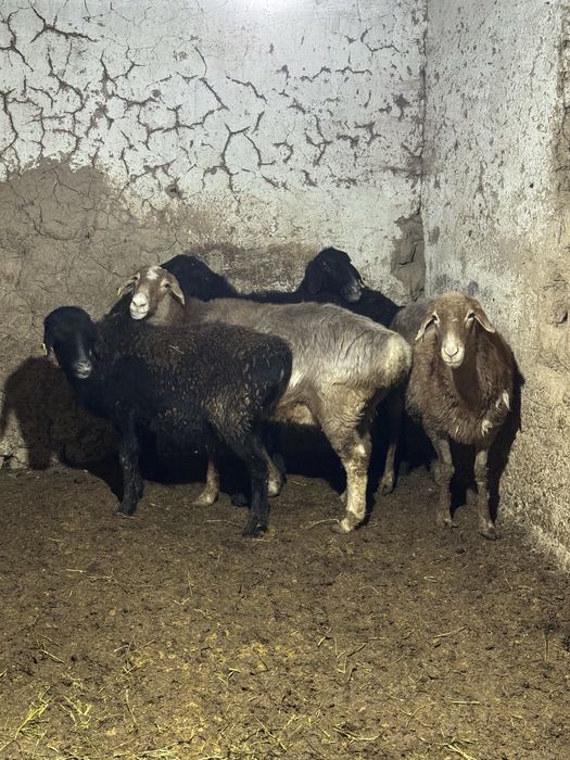 қойлар сатыладыы