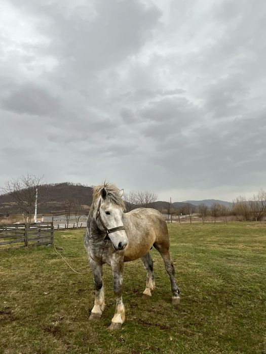 Armăsar de vânzare sau monta
