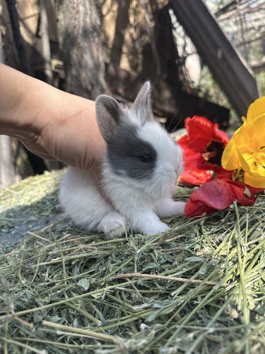 Кролики декоративные карликовые