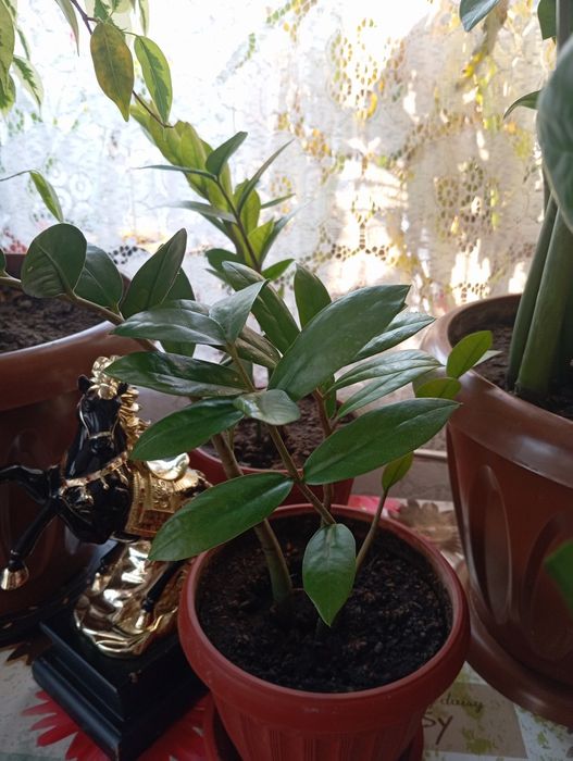 Продам комнатные цветы