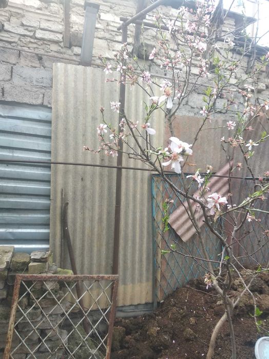 Продаются саженцы плодовых деревьев