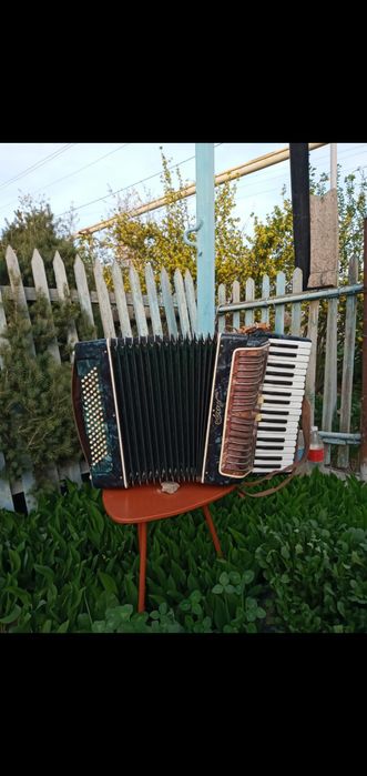 Акордион не дорого