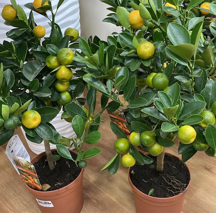 Цитрус дерево с плодами