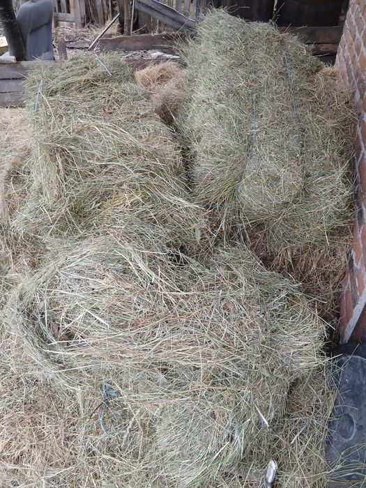 Vand baloti  2025 de fan calitate foarte bună