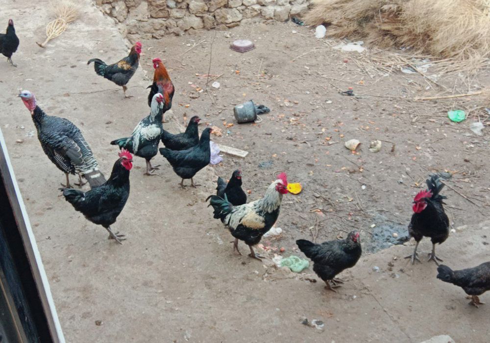 Tawiqlar satiladi. oraqbalgada