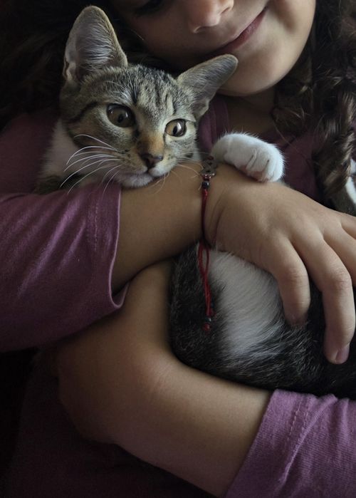 DONEZ două pisici și un motan