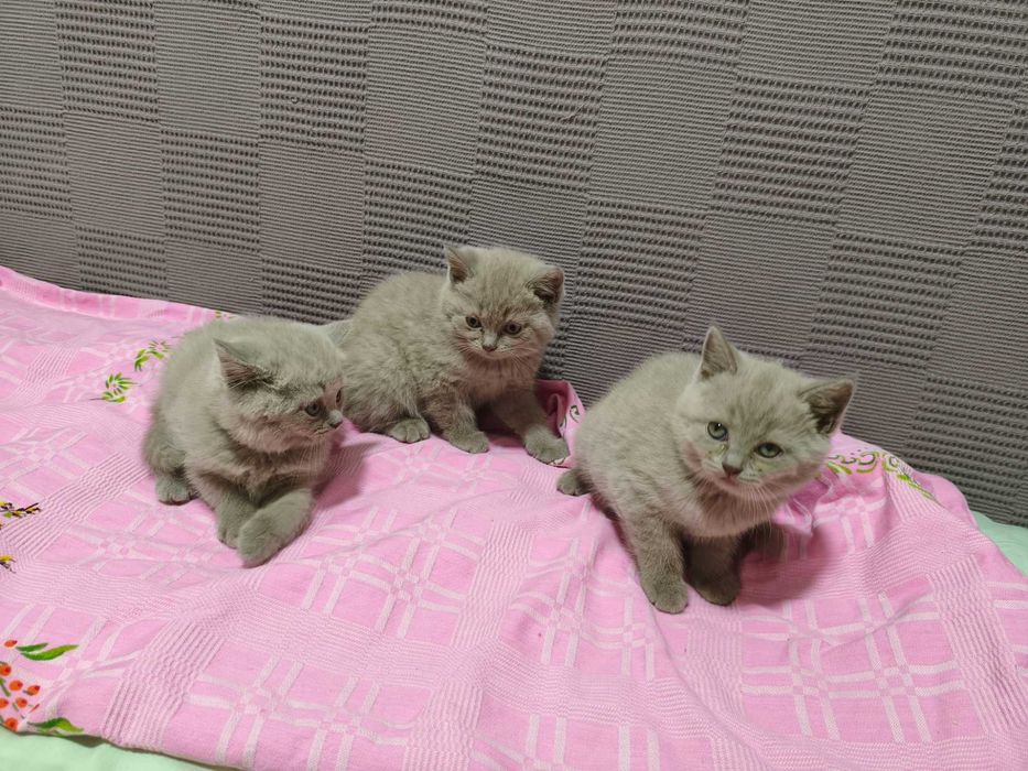 Котята Скотишь страйт, окрас лиловый.