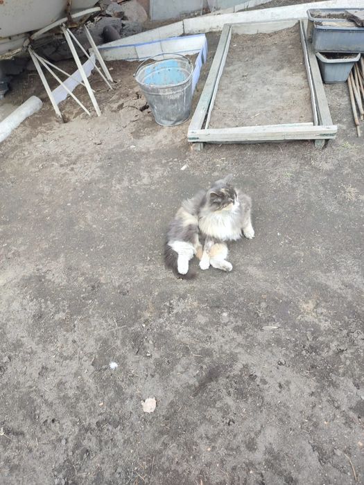 Отдам даром кошек