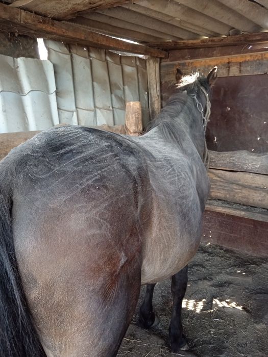 Продоються лошади откорм