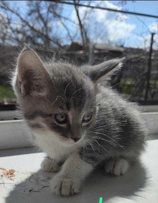 Отдам котят, бесплатно