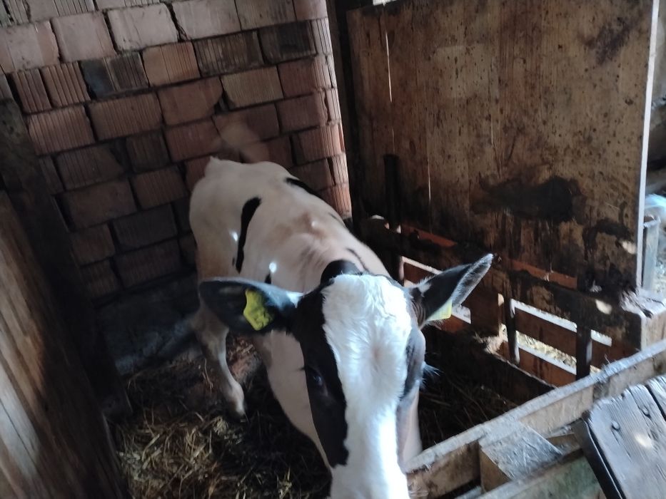De vânzare 2 tăurași