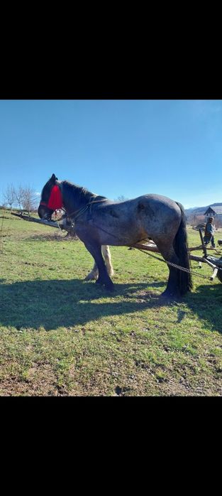 Vând iapa și cal garantați de ham