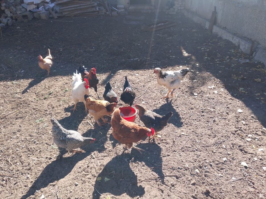 Продам домашних курей