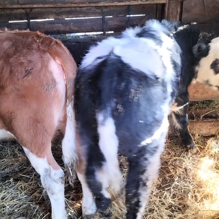 Vând viței înțărcați