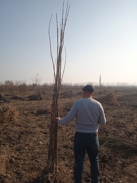 Каталпа. ясин.клён.кучатлари