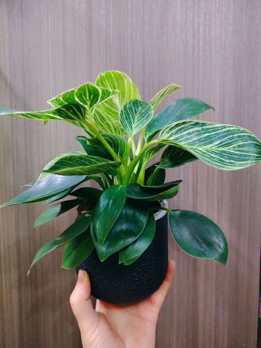 Philodendron Биркин