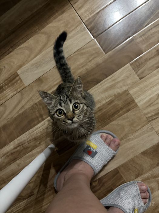 Котенок в добрые руки