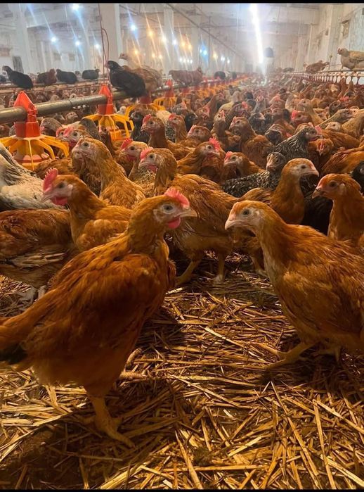 Ferma pasari Babadag