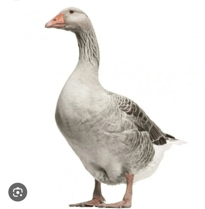 Xaqiqiy ĝoz yoĝi 100gr